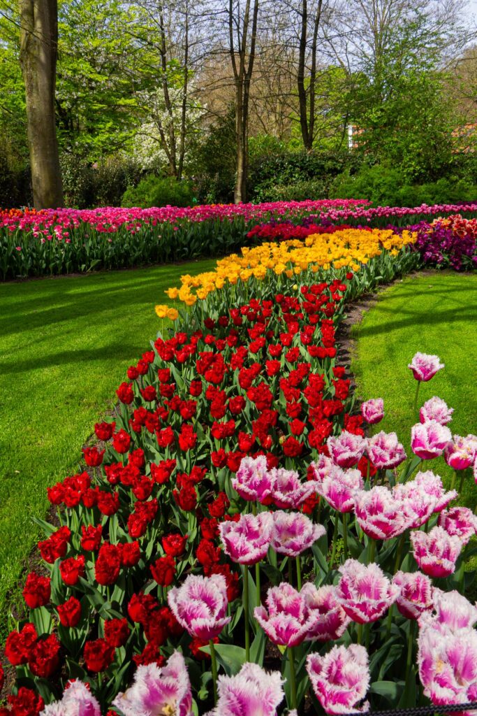 Rows of pink red and yellow tulips at Keukenhof Gardens