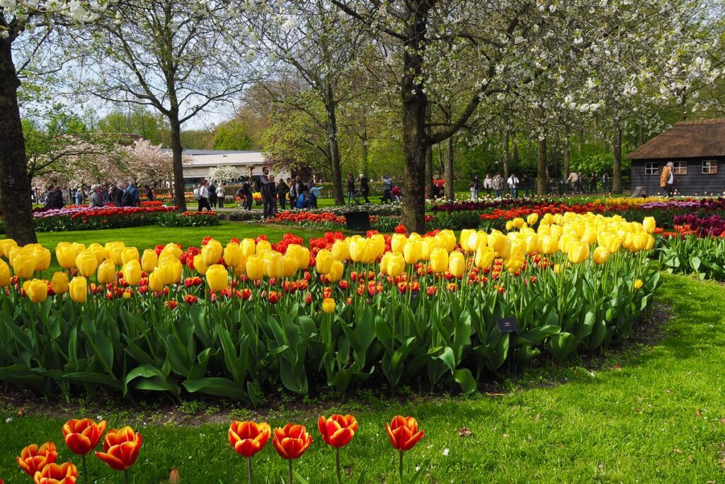 Vibrant tulip blooms at Keukenhof Gardens on a sunny spring day