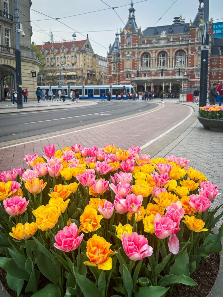 A bed of brightly colored yellow and pink tulips in the foreground with Amsterdam's historic architecture and a tram in motion in the background - springtime in Amsterdam.
