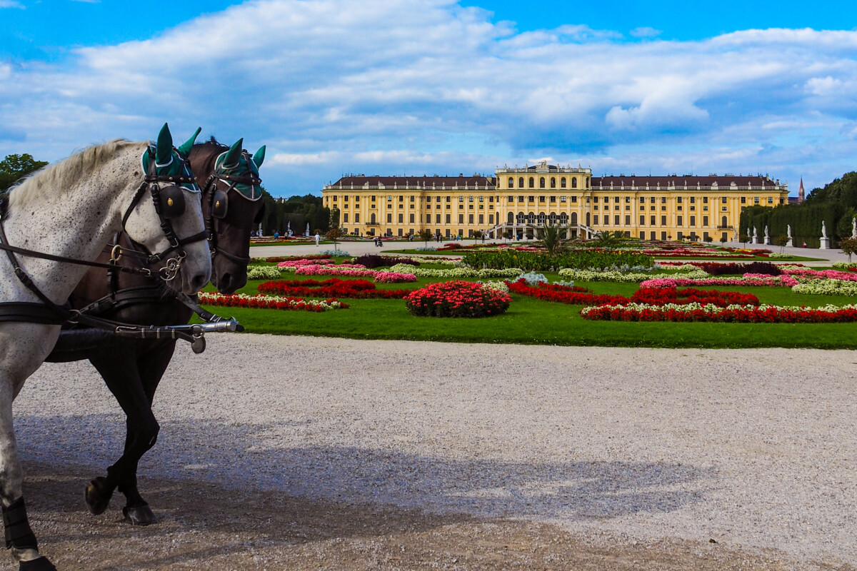 Spanish Riding Horses in Garden of Schonbrunn Palace, Vienna