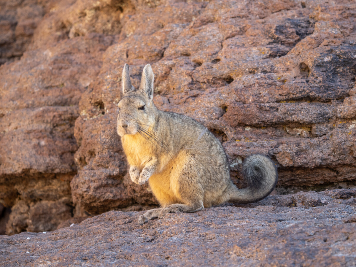 Viscacha in the rocky areas of Salar de Uyuni in Bolivia