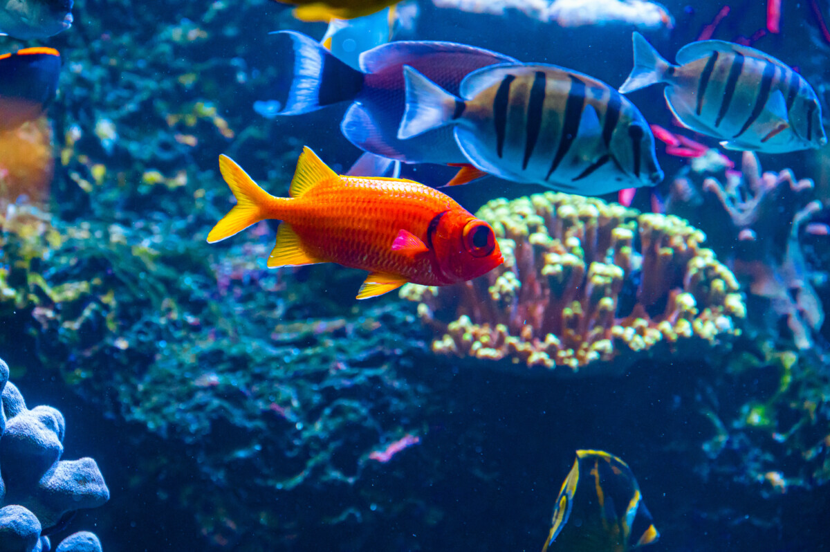 An aquarium in Waikiki, Oahu, Hawaii