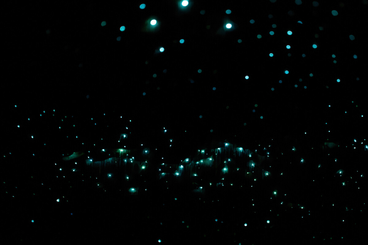 Blue-green glowworms illuminating the ceiling inside Waitomo Glowworm Cave