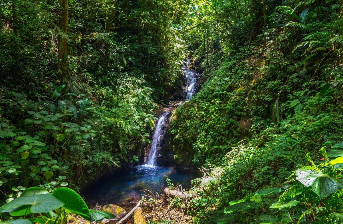 Small Waterfall in Monteverde Cloud Forest Reserve