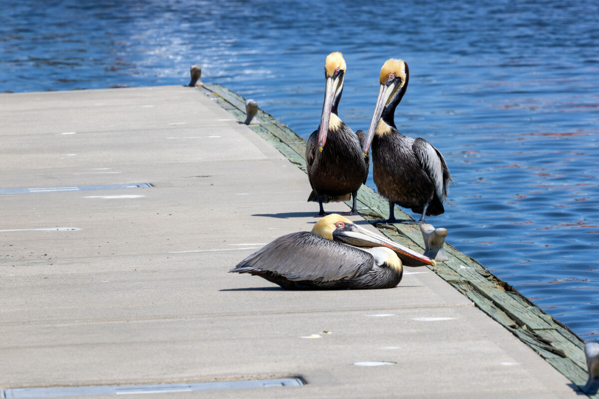 Scenes from Shem Creek Park, Mount Pleasant, South Carolina, USA
