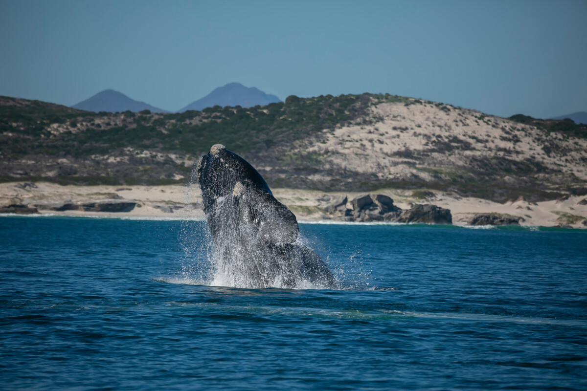 Whale off the coast of Hermanus, South Africa