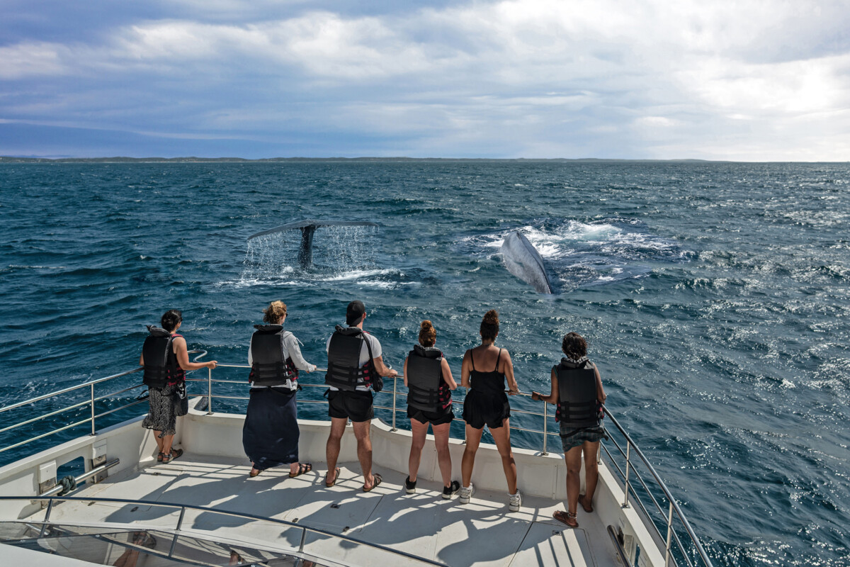 Tourists on a whale watching tour