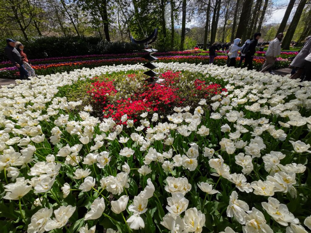 Vibrant white tulips bloom in Keukenhof Gardens, a top springtime travel destination in 2024