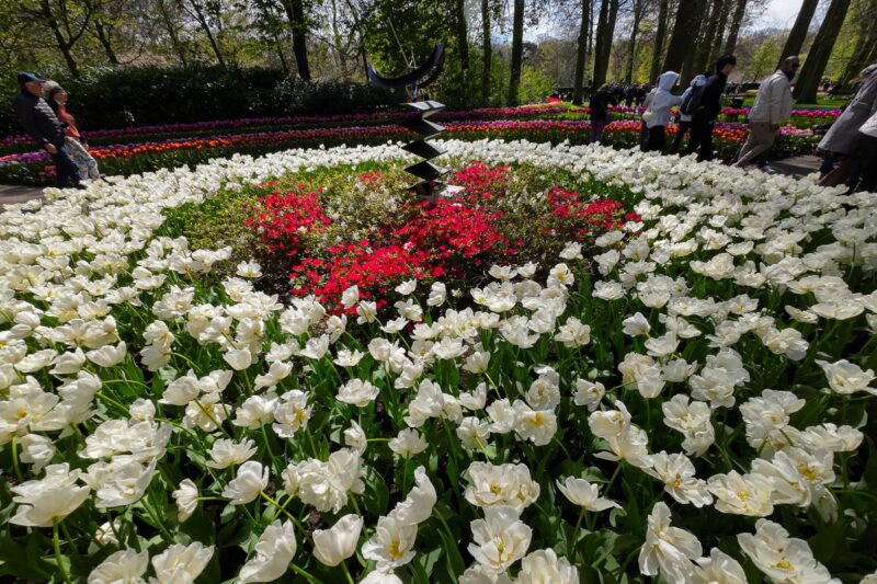 Vibrant white tulips bloom in Keukenhof Gardens, a top springtime travel destination in 2024