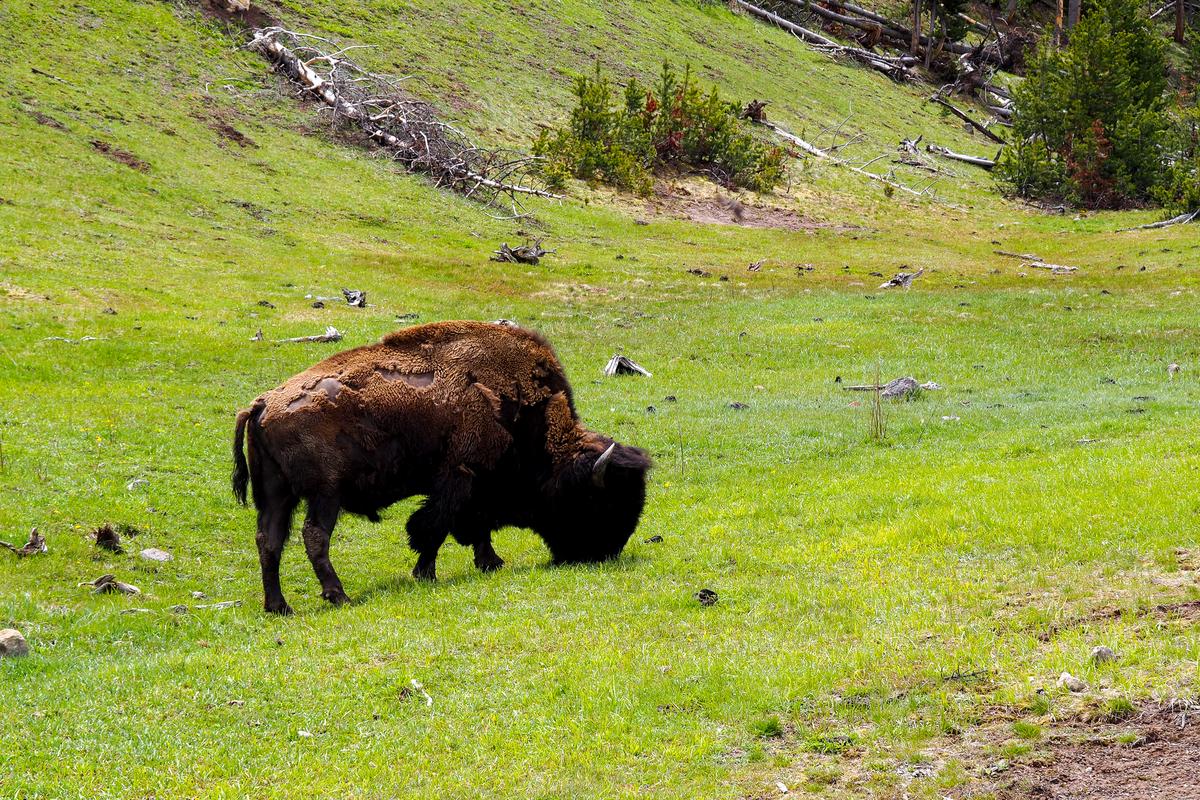 American Bison grazing in Yellowstone National Park