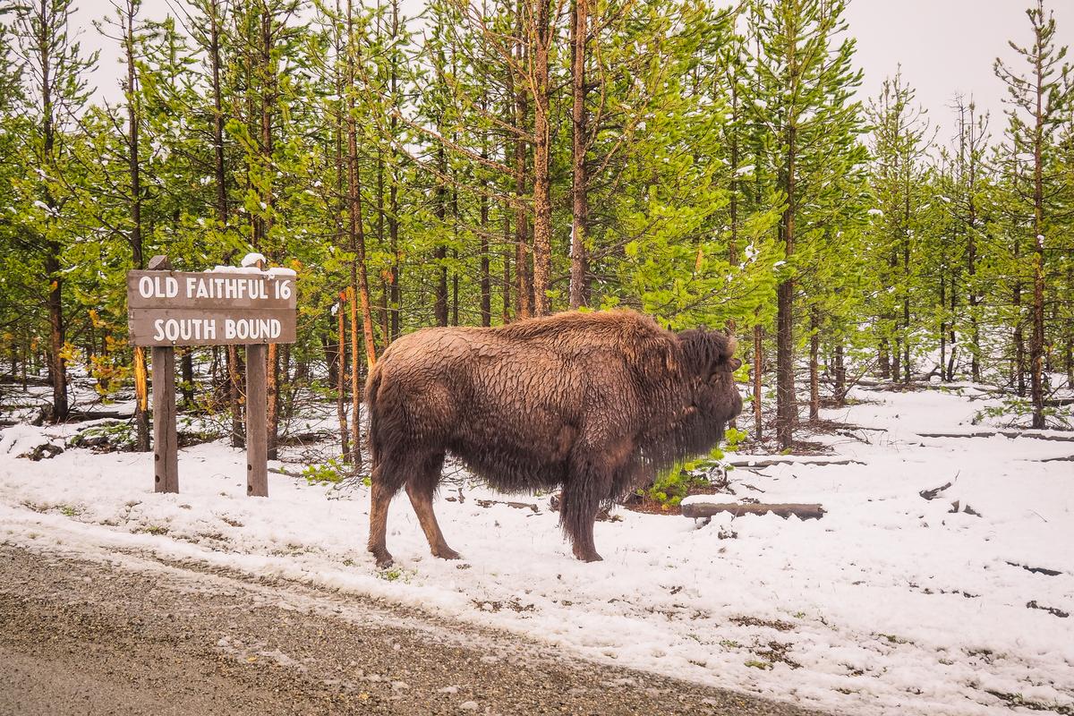 Majestic bison beside Old Faithful sign in snowy Yellowstone