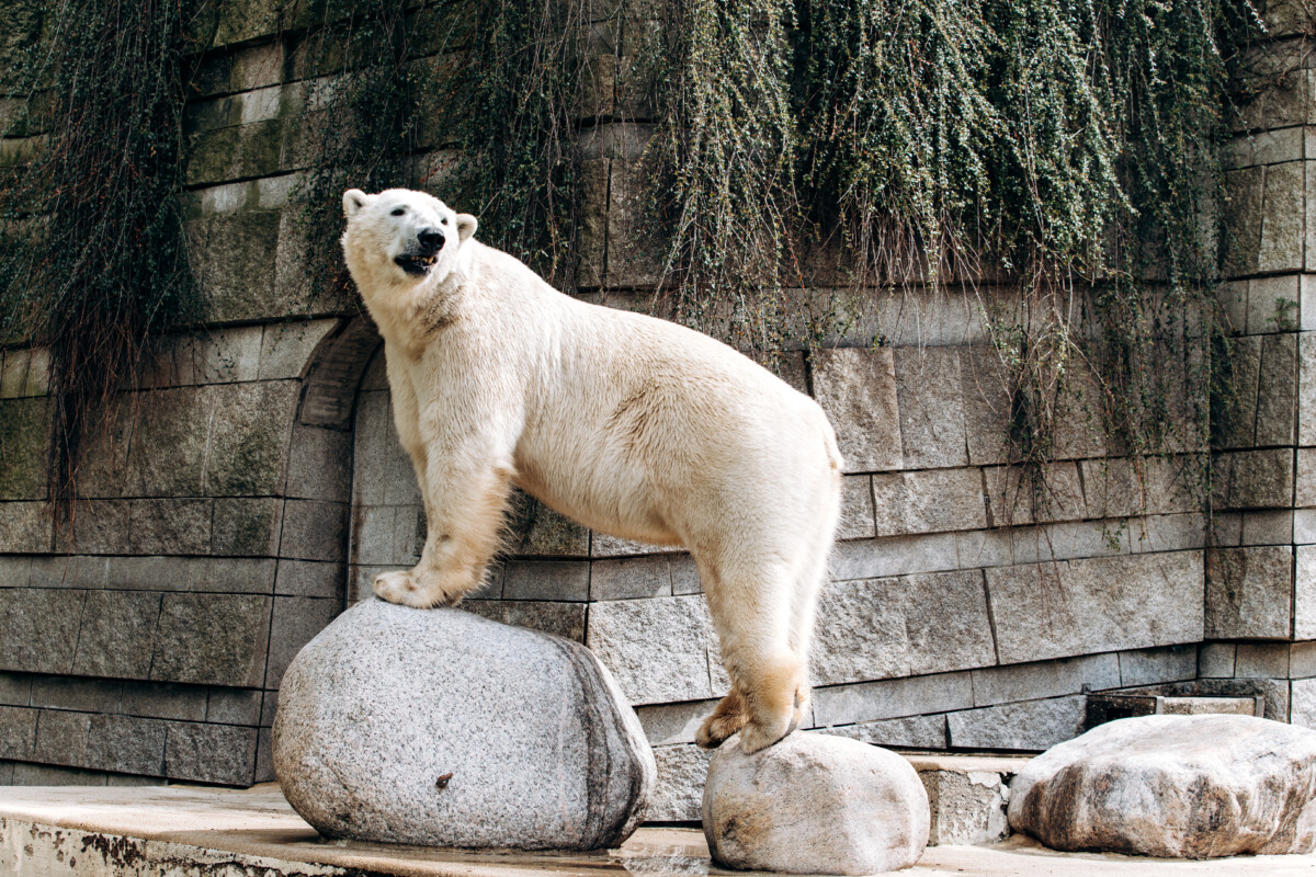 Polar bear in Zoological Gardens Karlsruhe